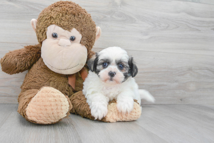 Teddy Bear Puppy for Adoption