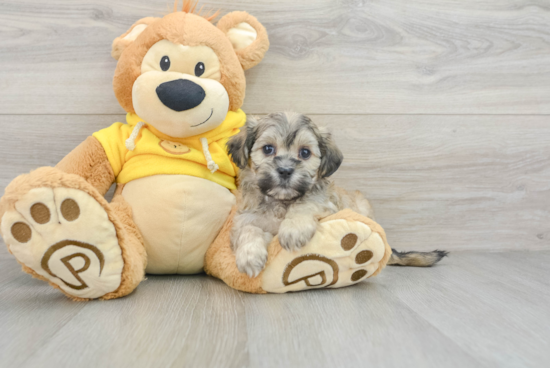 Teddy Bear Puppy for Adoption