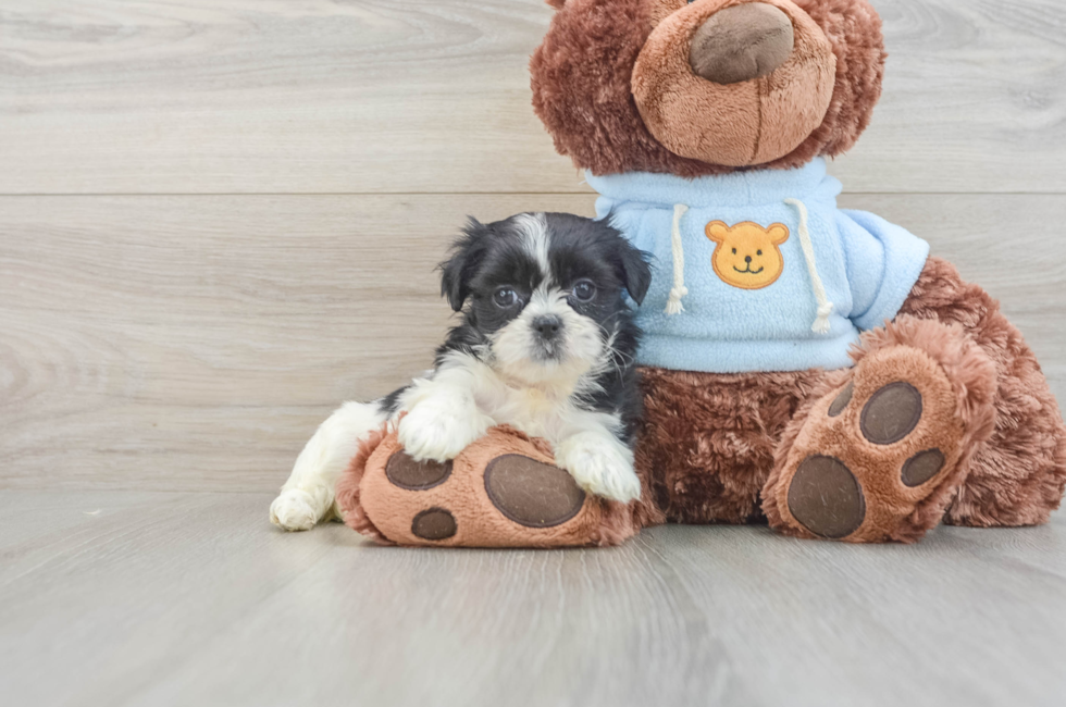 7 week old Teddy Bear Puppy For Sale - Premier Pups