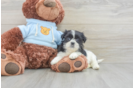 Funny Teddy Bear Designer Pup