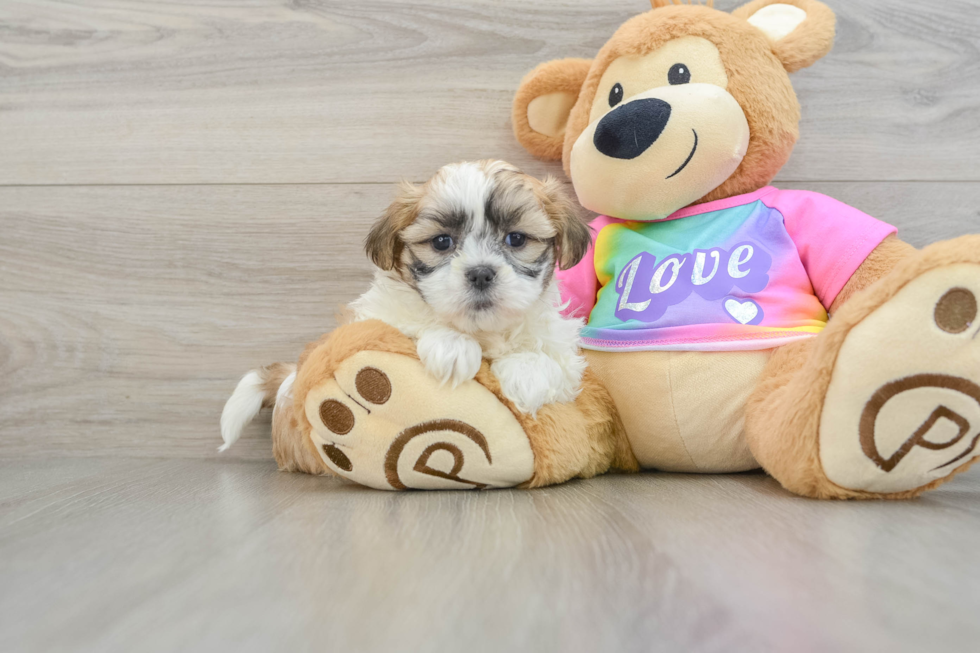 Teddy Bear Pup Being Cute