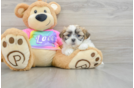 Best Teddy Bear Baby