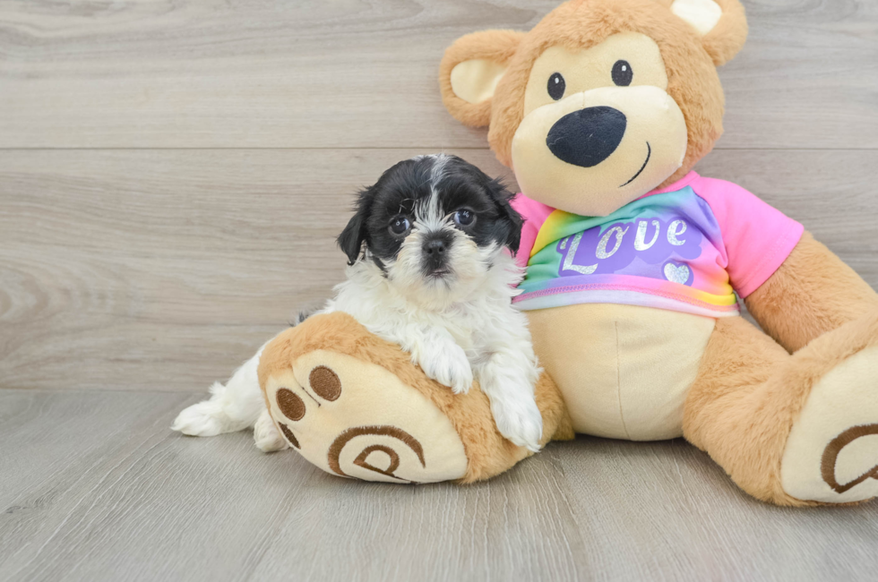 6 week old Teddy Bear Puppy For Sale - Premier Pups