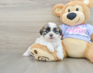 6 week old Teddy Bear Puppy For Sale - Premier Pups