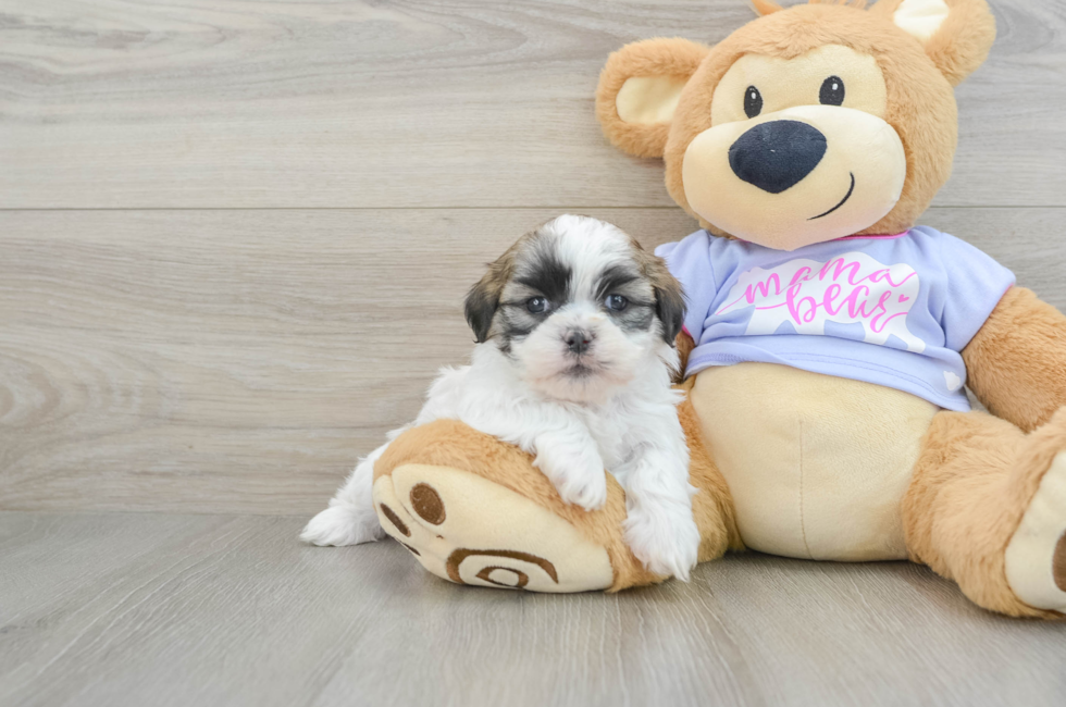 6 week old Teddy Bear Puppy For Sale - Premier Pups