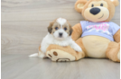 Teddy Bear Puppy for Adoption