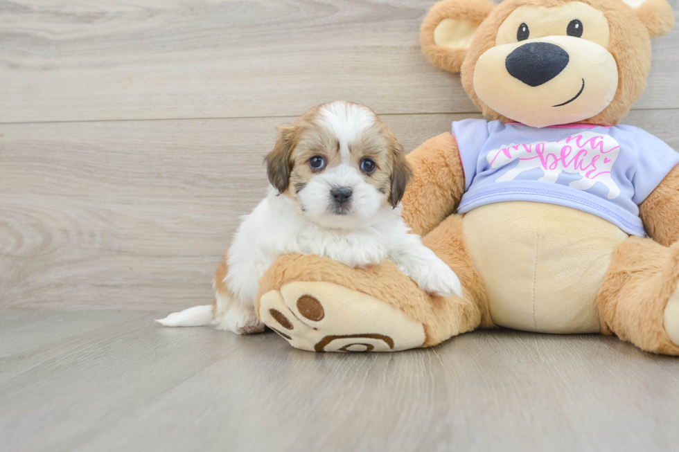 Teddy Bear Puppy for Adoption