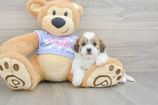 Smart Teddy Bear Designer Pup