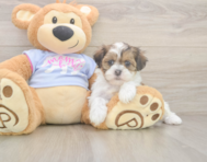 6 week old Teddy Bear Puppy For Sale - Premier Pups