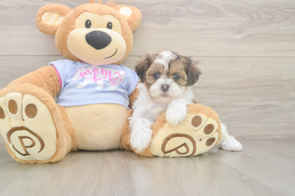 6 week old Teddy Bear Puppy For Sale - Premier Pups