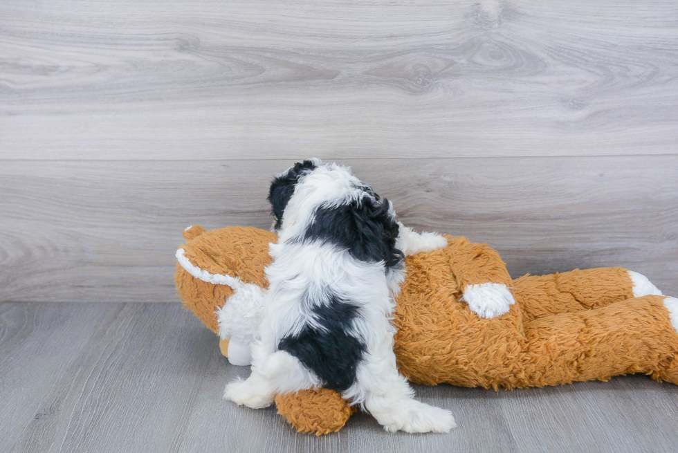 Teddy Bear Pup Being Cute