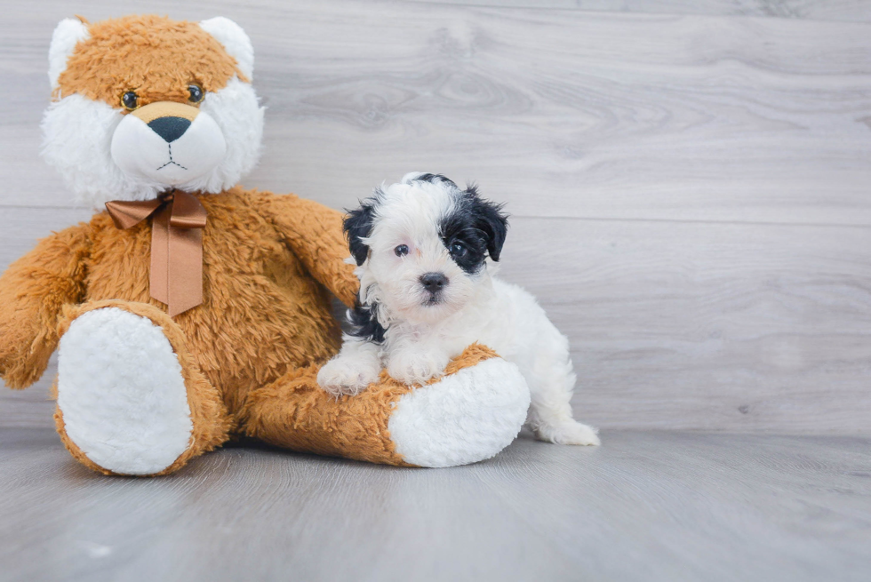 Fluffy Teddy Bear Designer Pup