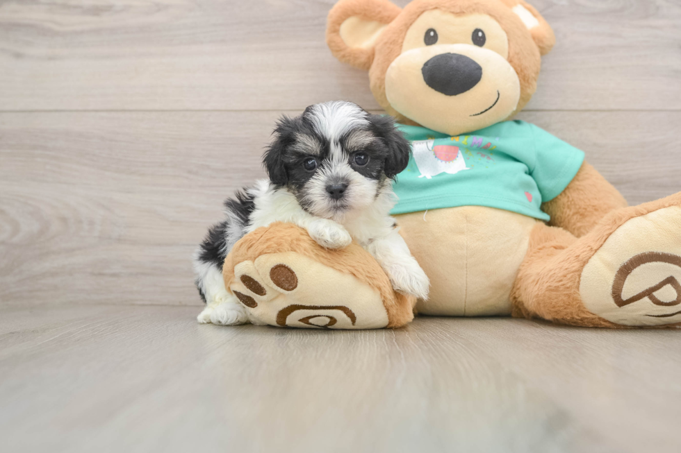 Teddy Bear Pup Being Cute