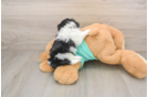 Happy Teddy Bear Baby