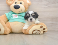 7 week old Teddy Bear Puppy For Sale - Premier Pups