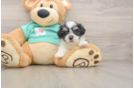 Teddy Bear Puppy for Adoption