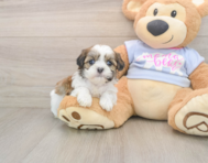 8 week old Teddy Bear Puppy For Sale - Premier Pups