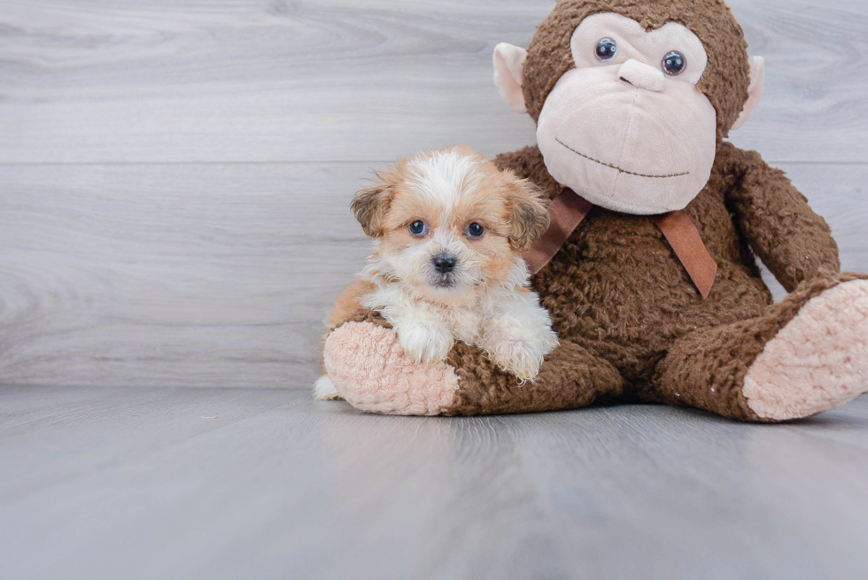 Fluffy Teddy Bear Designer Pup