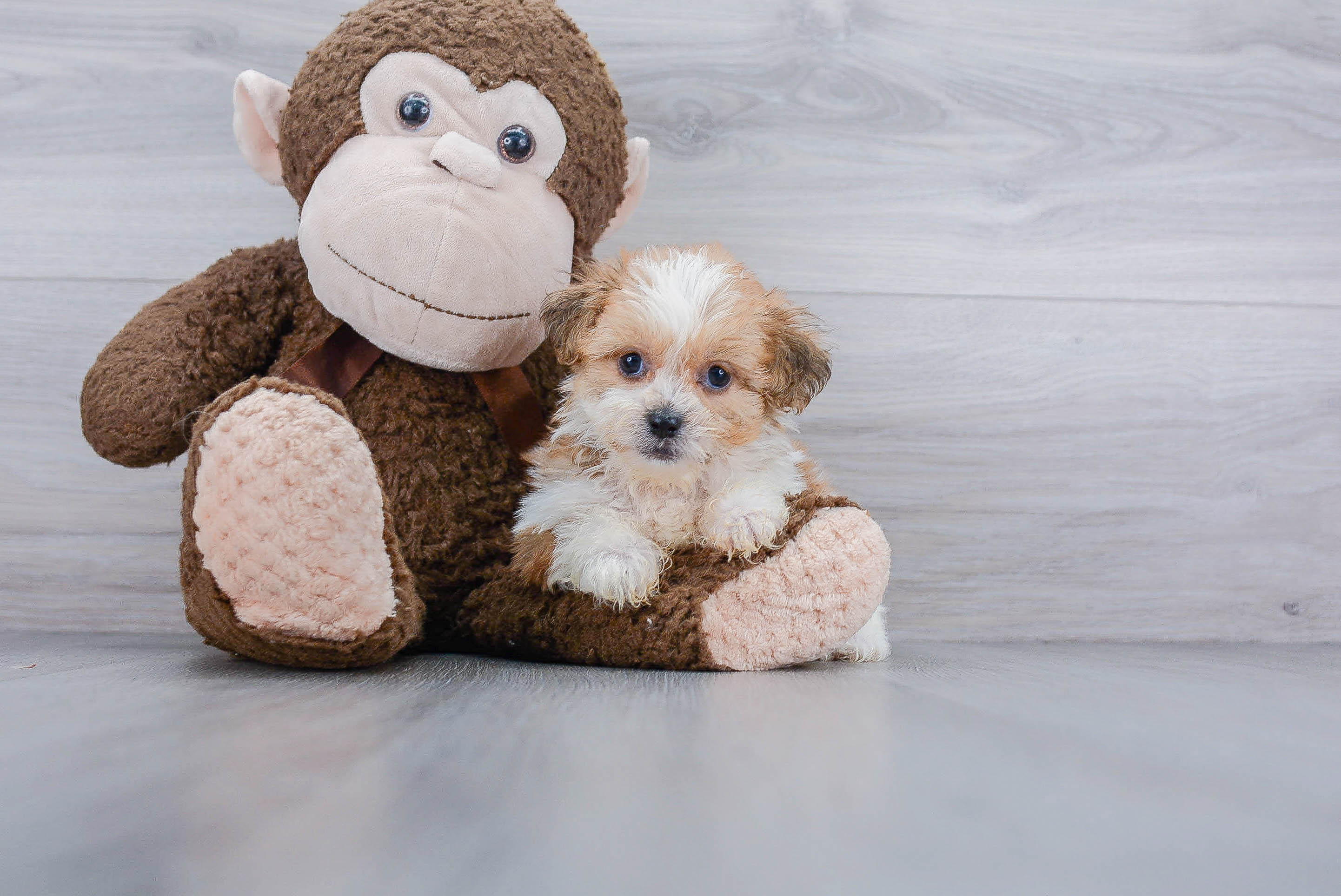 Smart Teddy Bear Designer Pup