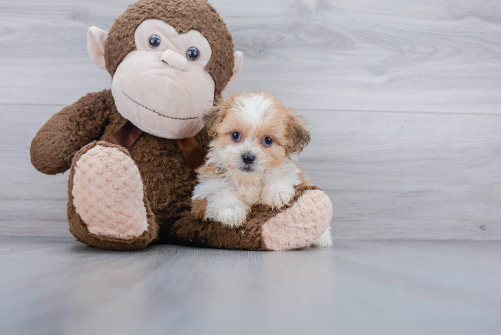 Smart Teddy Bear Designer Pup