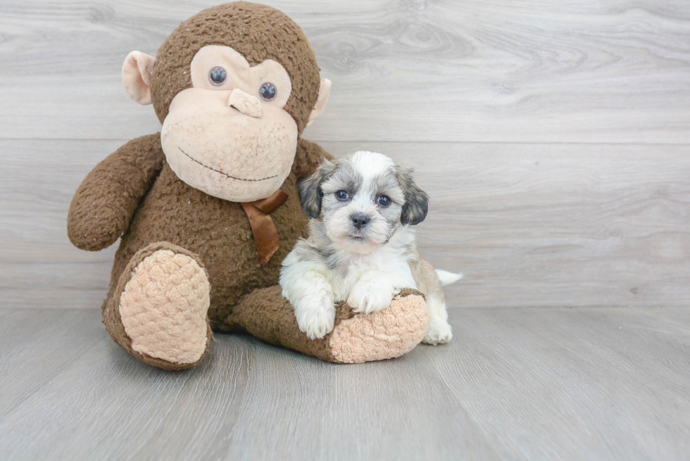 Teddy Bear Pup Being Cute