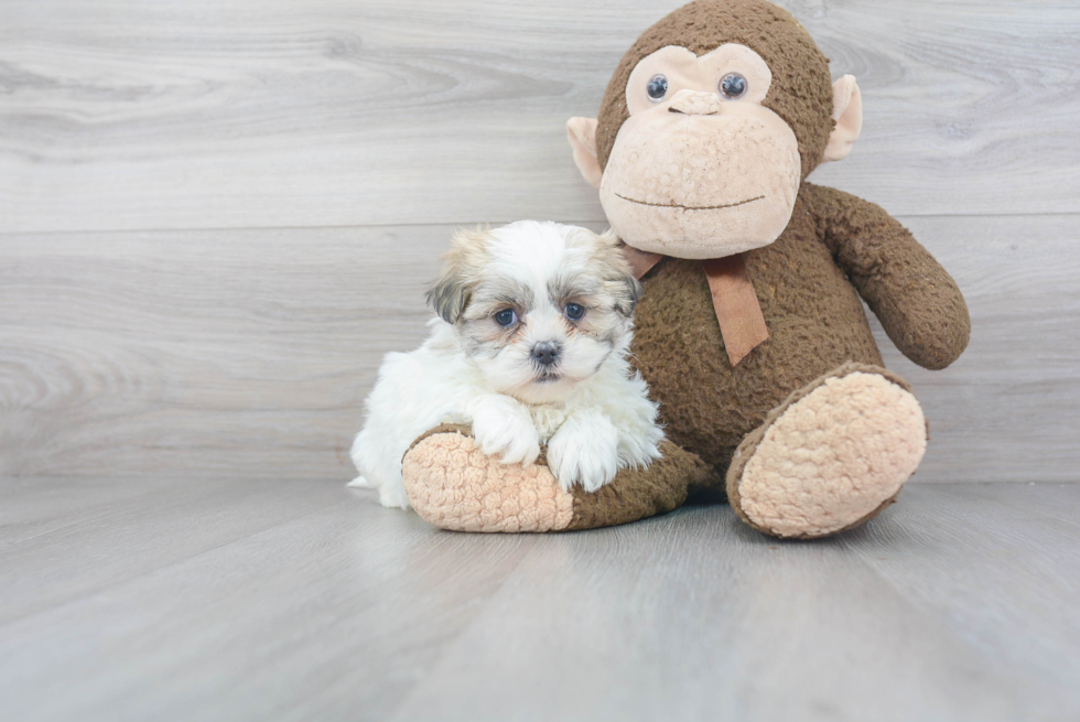 Teddy Bear Pup Being Cute