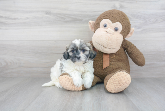 Adorable Shichon Designer Puppy