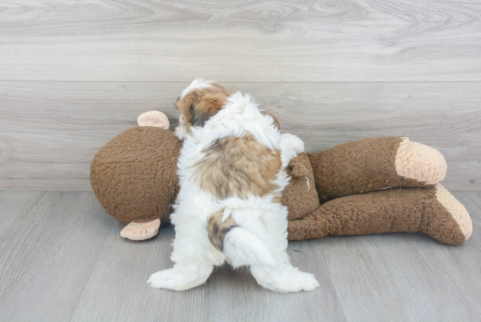 Teddy Bear Pup Being Cute