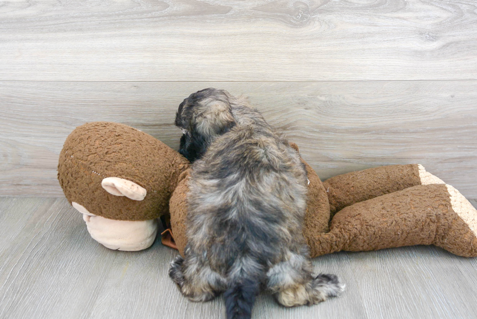 Small Teddy Bear Baby