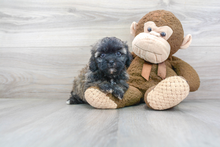 Adorable Shichon Designer Puppy