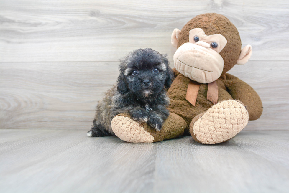 Adorable Shichon Designer Puppy