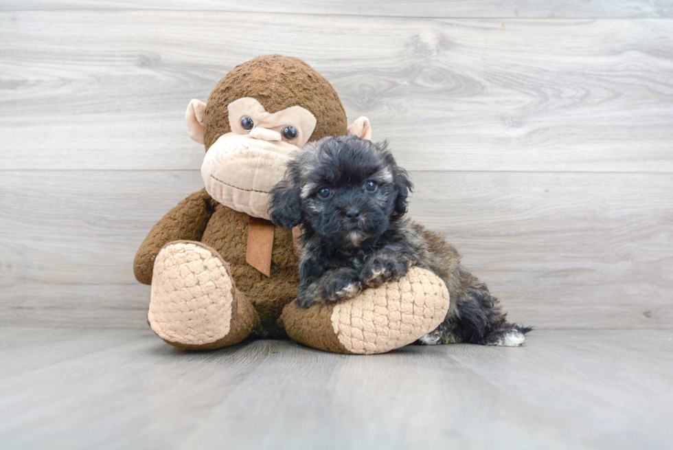 Best Teddy Bear Baby
