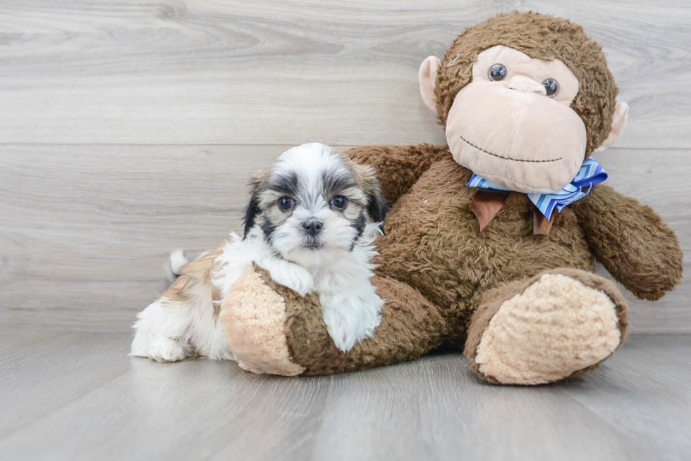 Happy Teddy Bear Baby