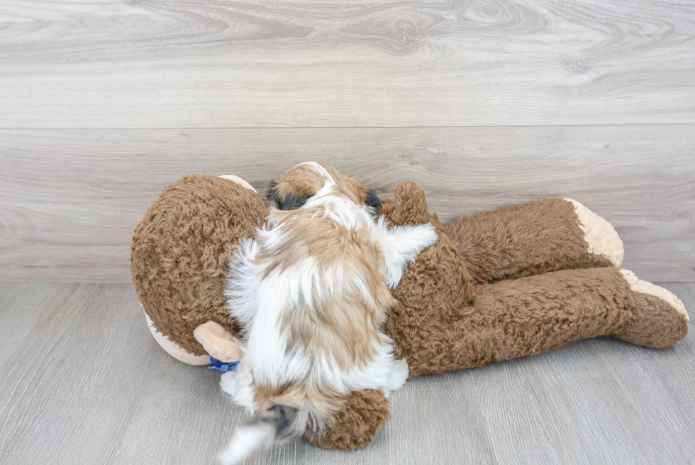 Teddy Bear Pup Being Cute