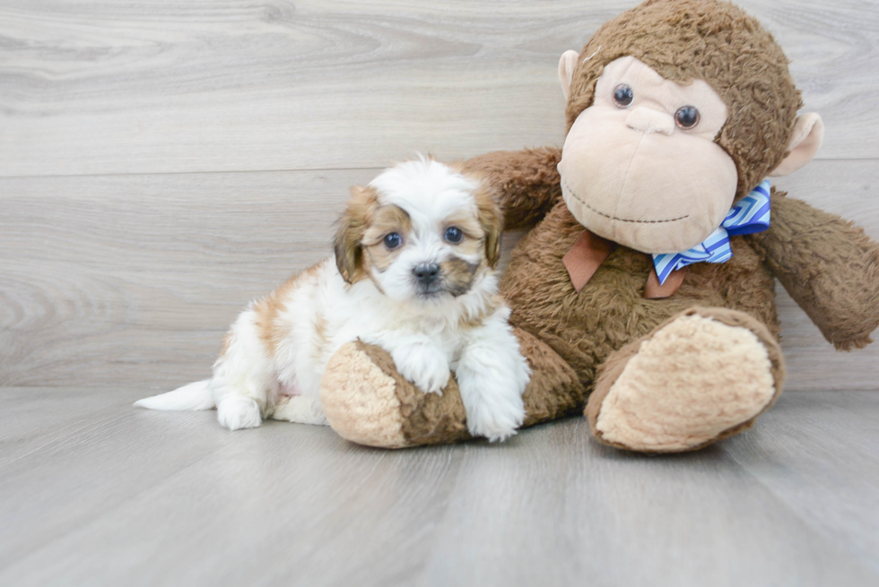 Fluffy Teddy Bear Designer Pup