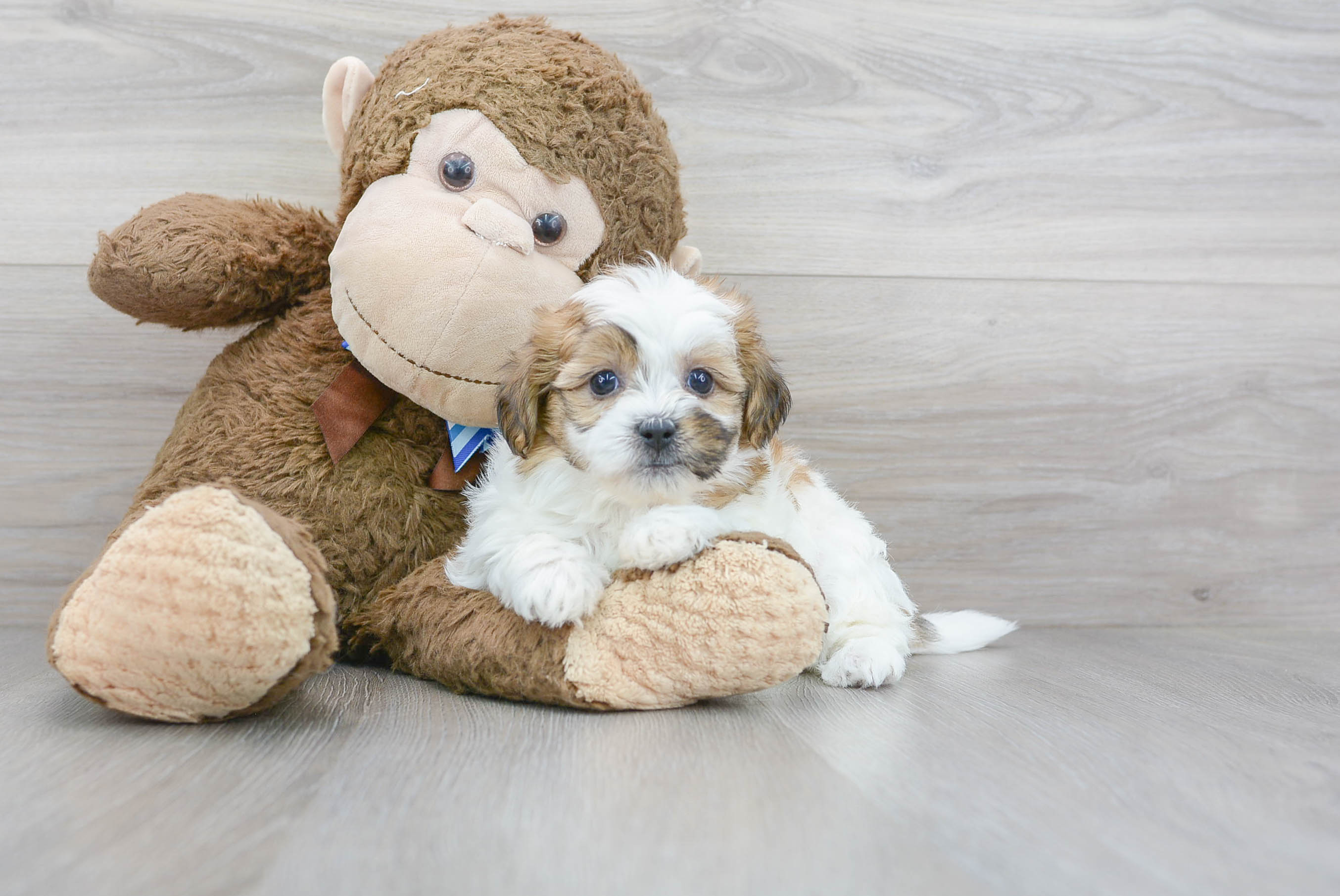 Sweet Teddy Bear Baby