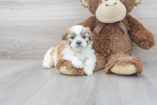 Teddy Bear Puppy for Adoption