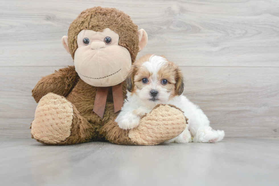 Teddy Bear Pup Being Cute