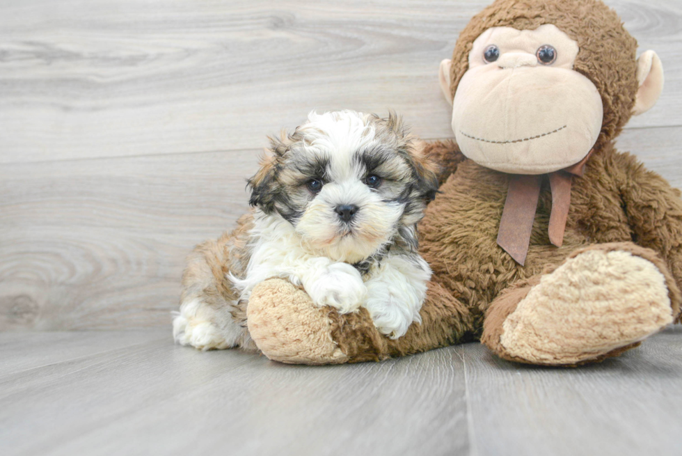 Popular Teddy Bear Designer Pup