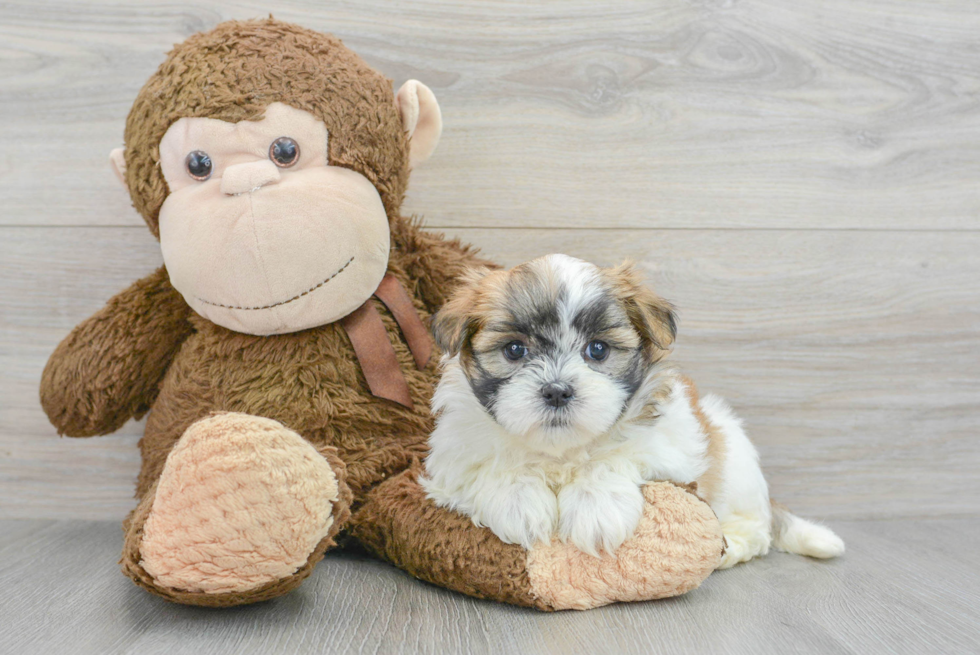 Little Shichon Designer Puppy