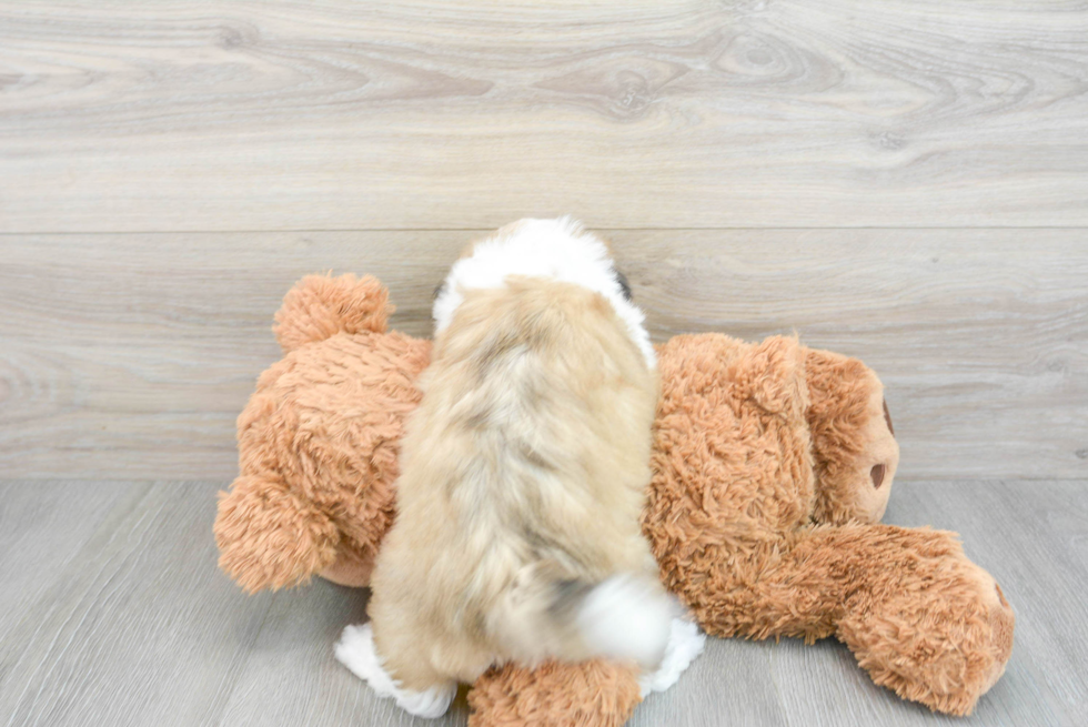 Teddy Bear Pup Being Cute