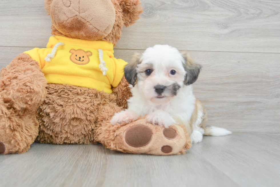 Teddy Bear Pup Being Cute