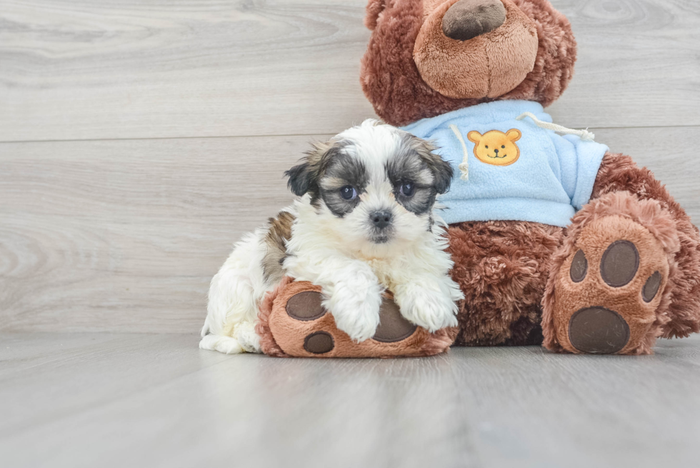 Teddy Bear Puppy for Adoption