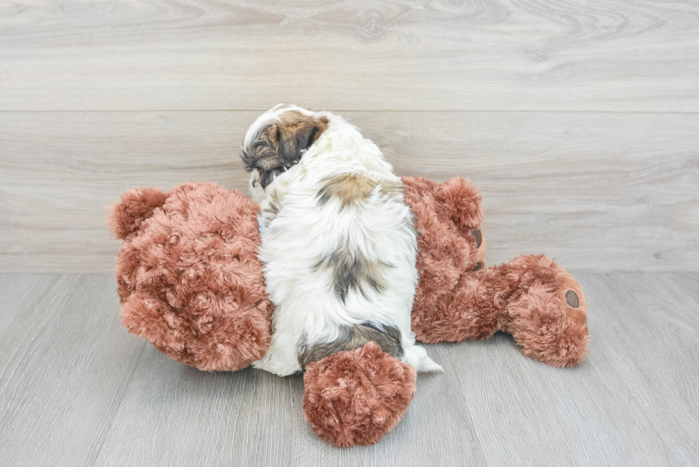 Teddy Bear Pup Being Cute