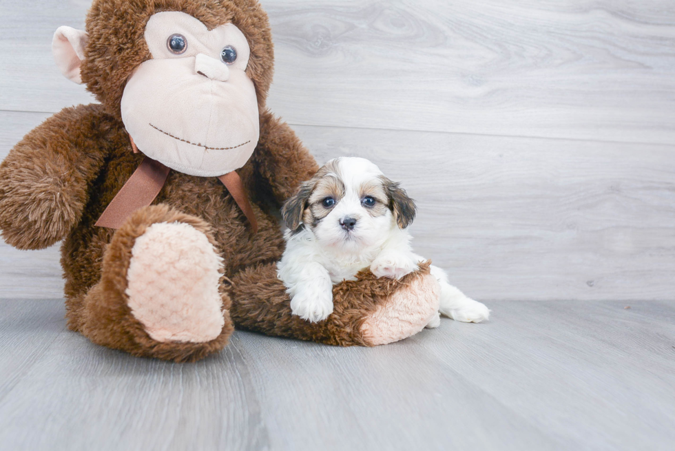 Popular Teddy Bear Designer Pup