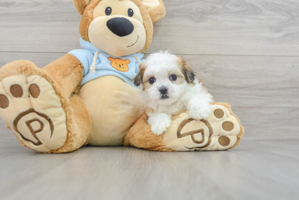 Funny Teddy Bear Designer Pup