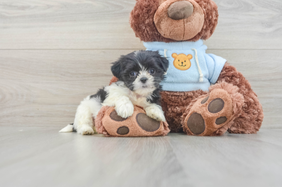 6 week old Teddy Bear Puppy For Sale - Premier Pups