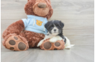 Petite Teddy Bear Designer Pup