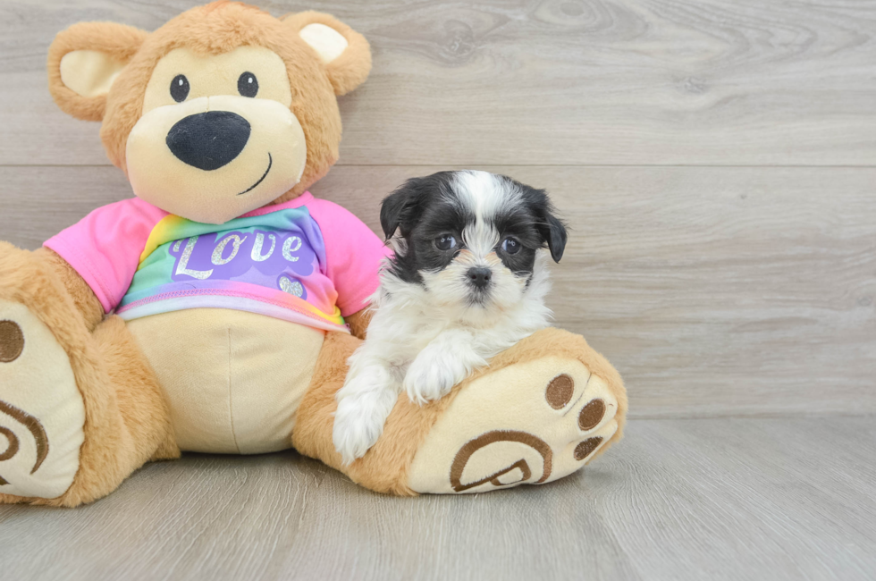 6 week old Teddy Bear Puppy For Sale - Premier Pups