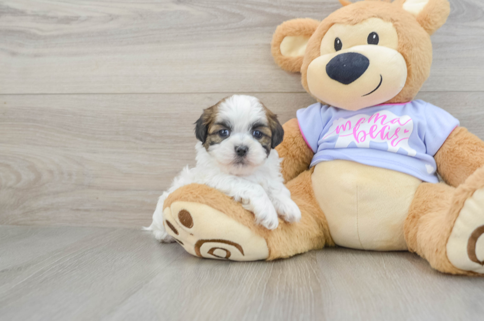 6 week old Teddy Bear Puppy For Sale - Premier Pups